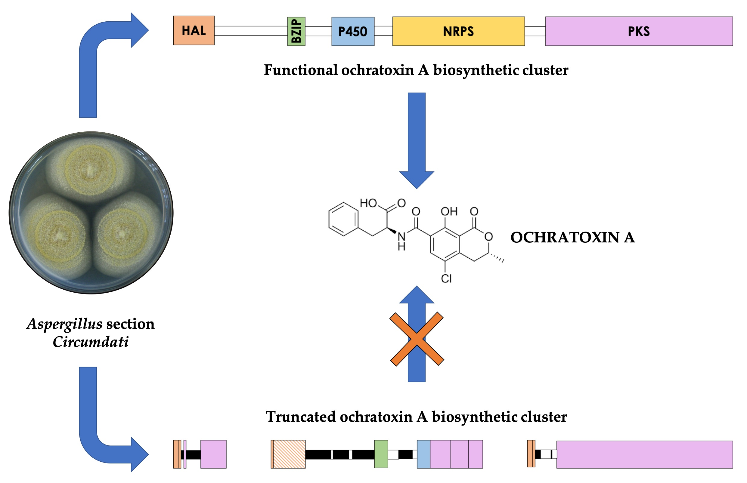 Genetic profiling of mycotoxin production